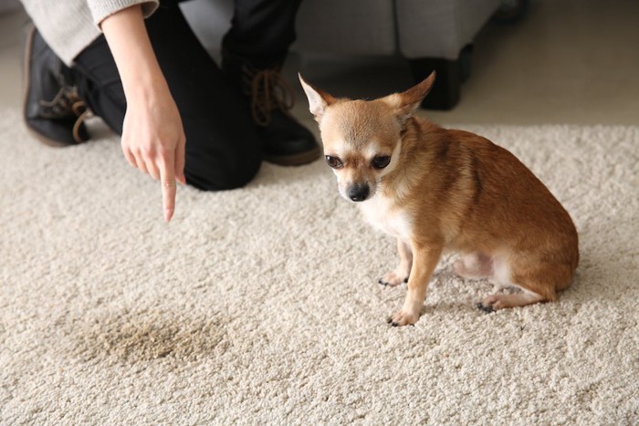 粗相をしたチワワを叱る飼い主