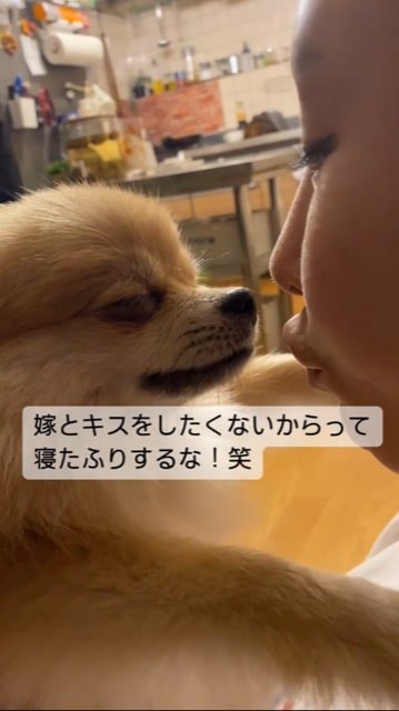 キスされそうになり目を細めるポメラニアン