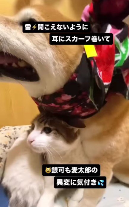 銀可ちゃんもやってきた