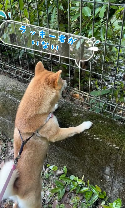 庭を覗き込む犬