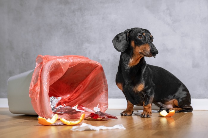 ゴミ箱あさりをした犬