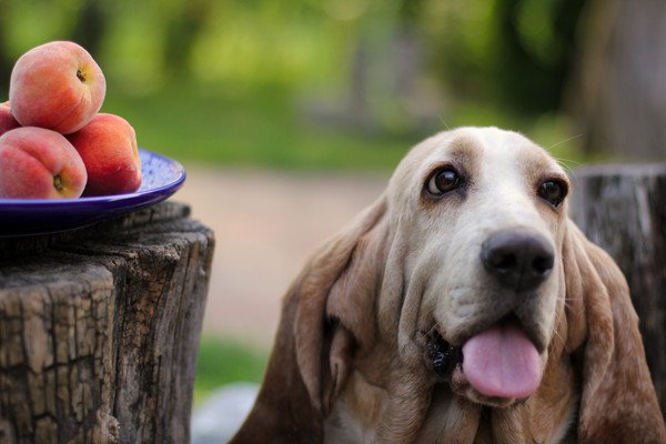 犬とテーブルの上に置かれている桃