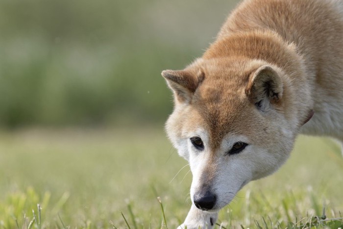 前を見据えている犬の写真