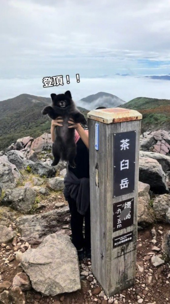 山頂で飼い主に抱き抱えられる子熊のような見た目の犬