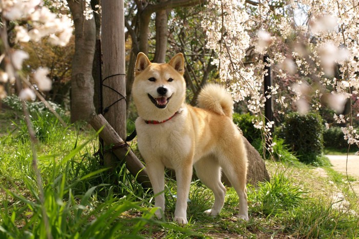 桜と柴犬