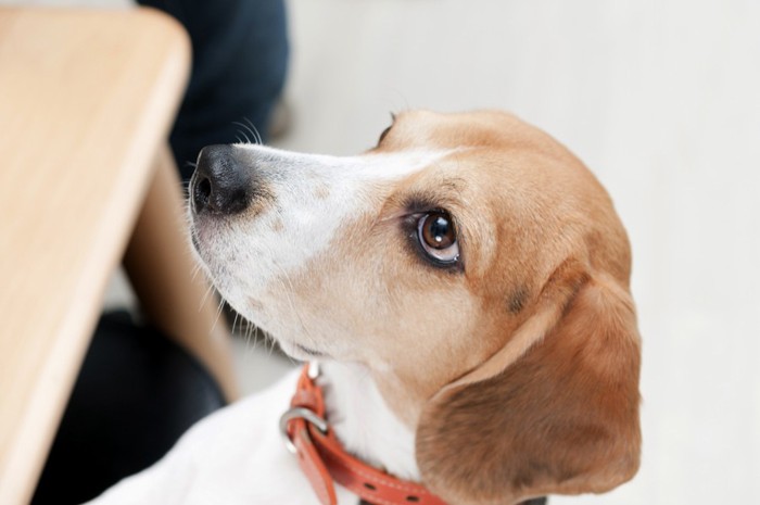 どこかを見つめている犬