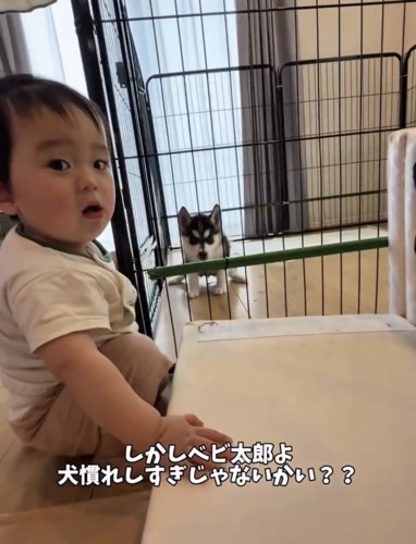 柵のそばで子犬を見る赤ちゃん