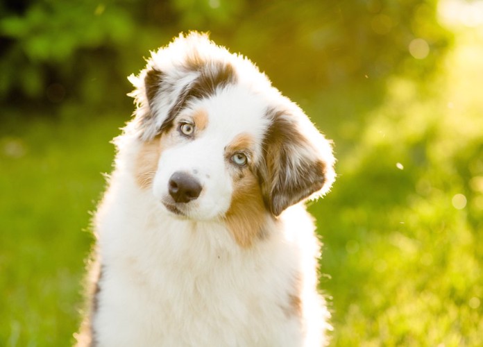 首を傾げてこちらを見つめる犬