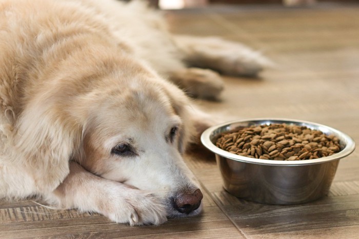 ドッグフードを食べないシニア犬