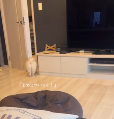 家の中で女の子の後ろを付いていくポメラニアン