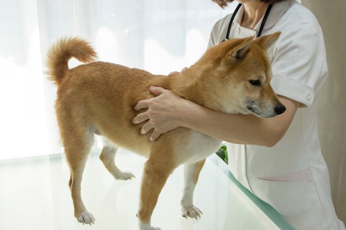 保定のような姿勢