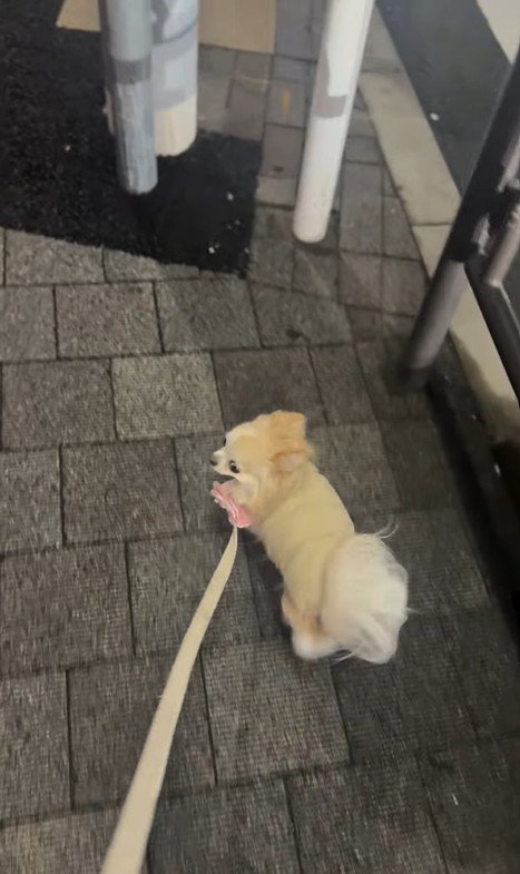 お迎えに来てくれたプティちゃん⑩