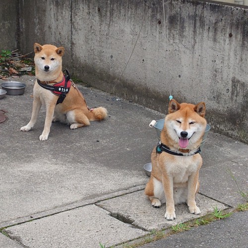 柴犬