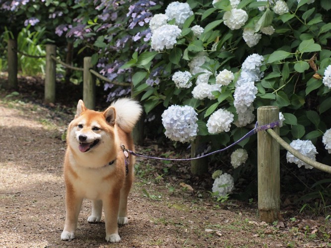 アジサイと犬