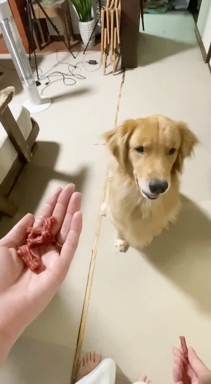 飼い主が持っているおやつを凝視する犬