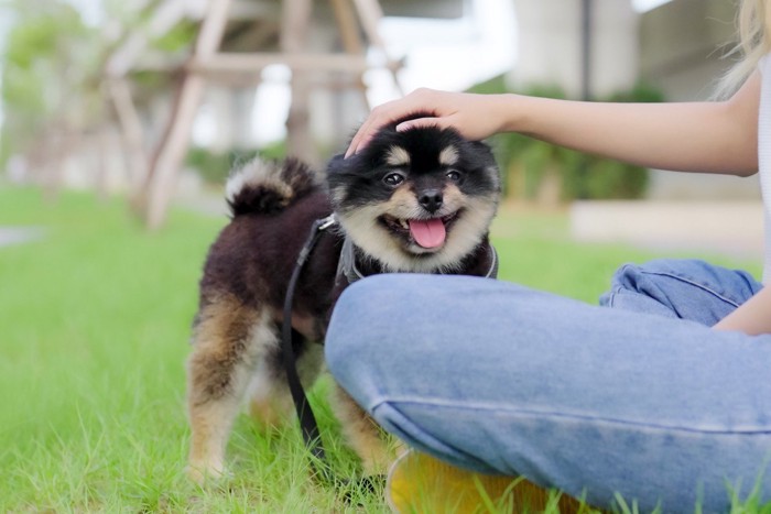 散歩中、座る飼い主、短毛のポメラニアン