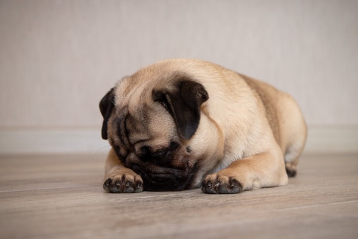 臭いから鼻をかばうように前足で顔を隠す犬