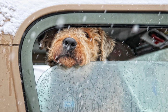 車の隙間から顔を覗かせる犬