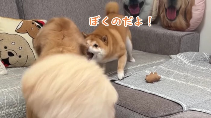 「これは僕のおもちゃ！」