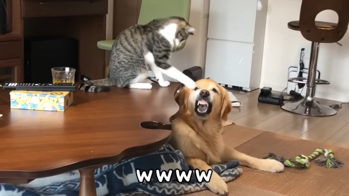 猫にパンチされて怒る犬