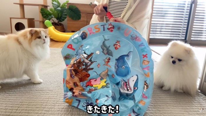 「それ何!?」とビビり気味の2匹