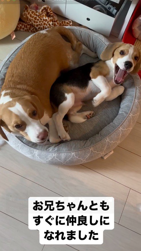 クッションの上でくっつく成犬と子犬
