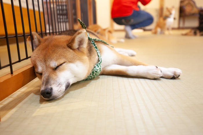 ケージのそばで眠る柴犬