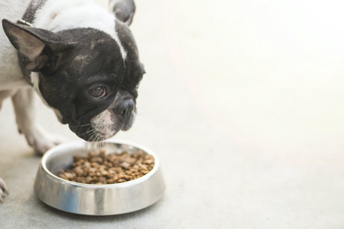 ドッグフードを食べている犬