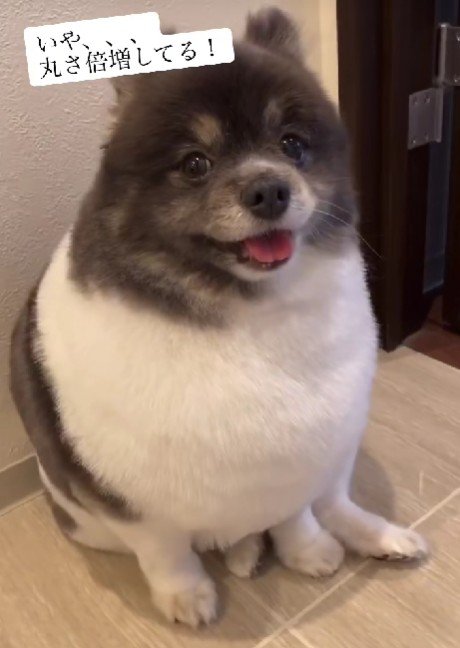 どんな姿も可愛い！！
