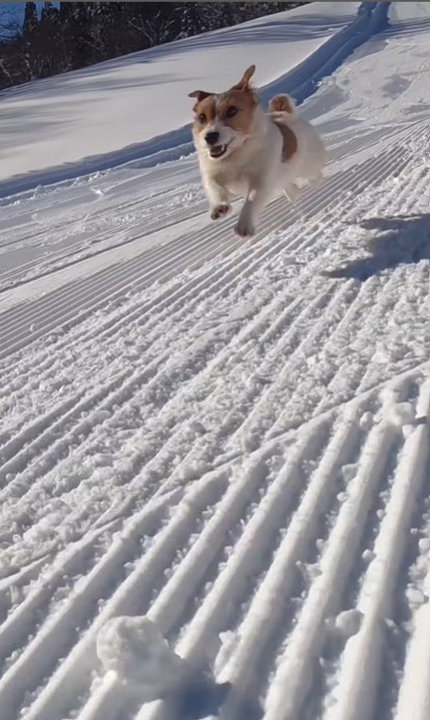 雪山を爆走するモカちゃん2