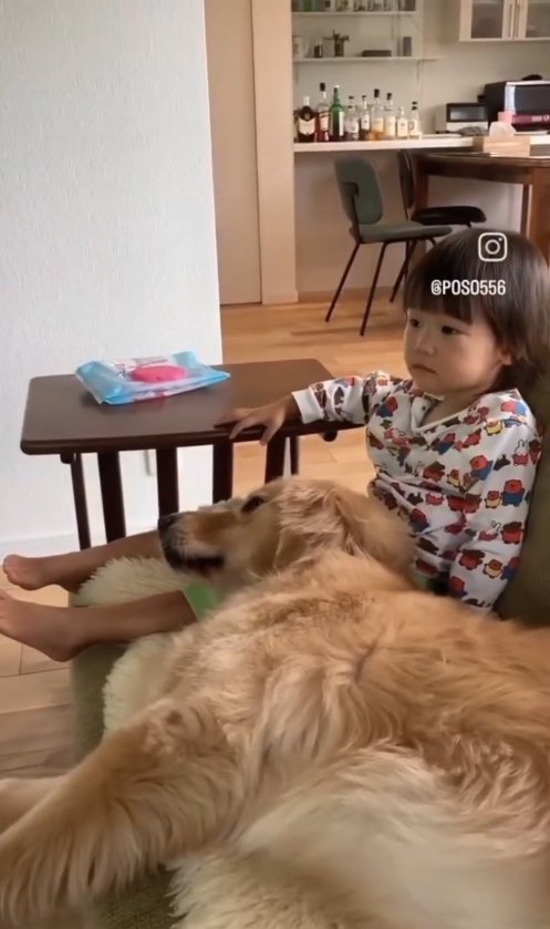 ソファに座る幼児の膝に頭を乗せる犬