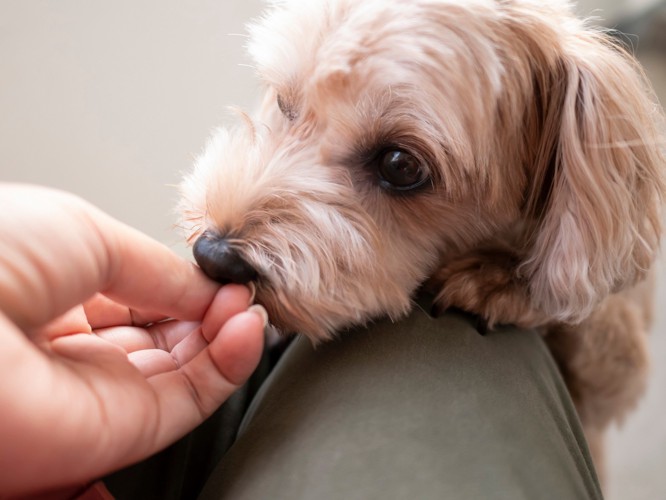 犬におやつを与えている