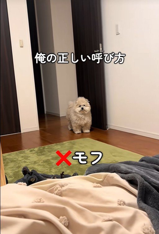 モフリシャスくんの呼び方