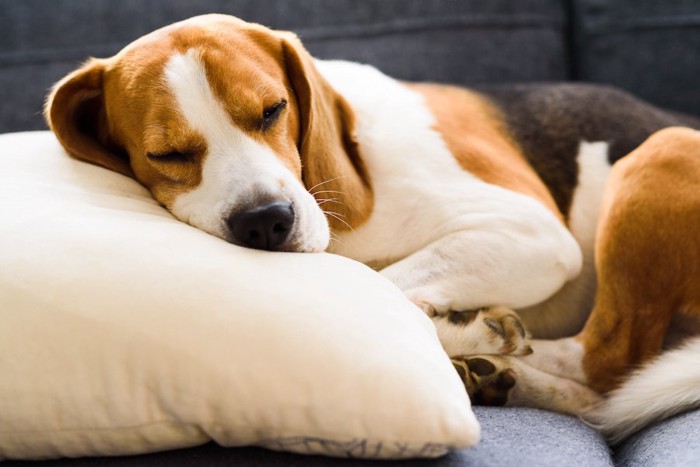 枕を使って眠っているビーグル犬