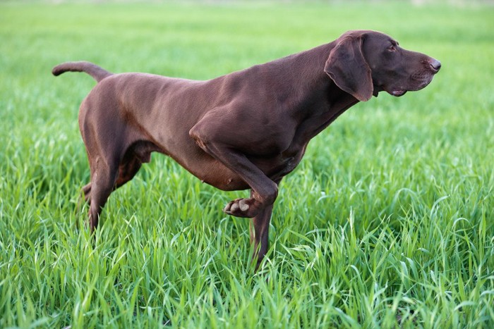 ポイントしている犬