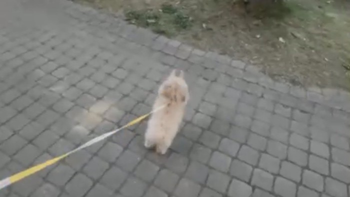 前足を上げる犬
