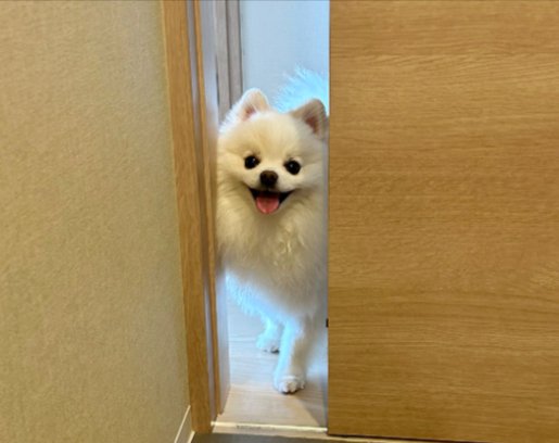 ニコニコ