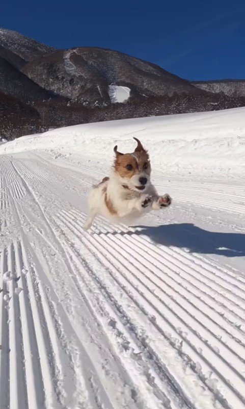 雪山を爆走するモカちゃん6