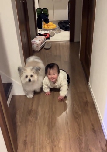 廊下をこちらへ向かってくる犬と赤ちゃん