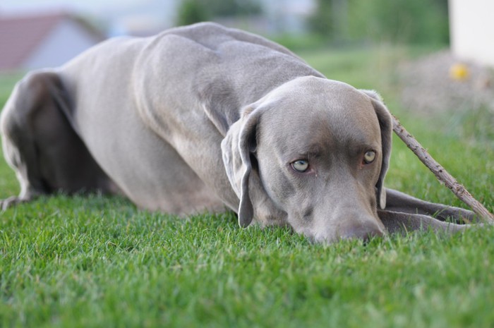 グレーの目の犬