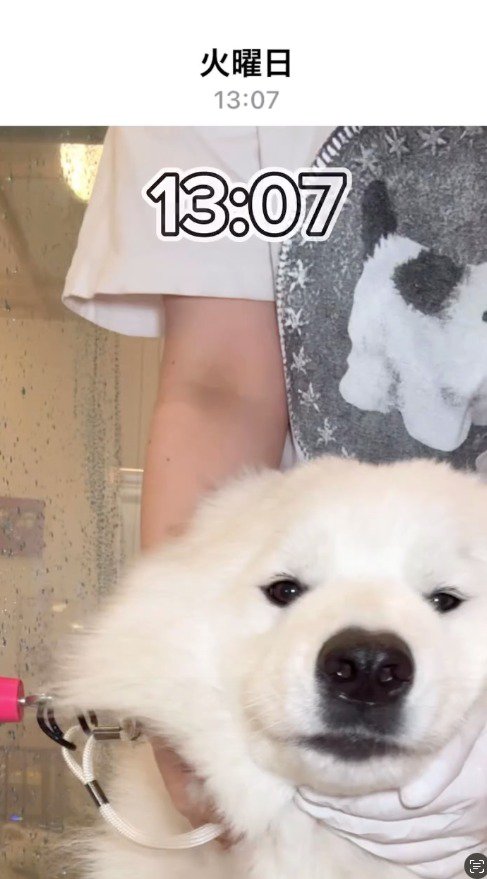カメラを見つめる犬%時7分スタート！