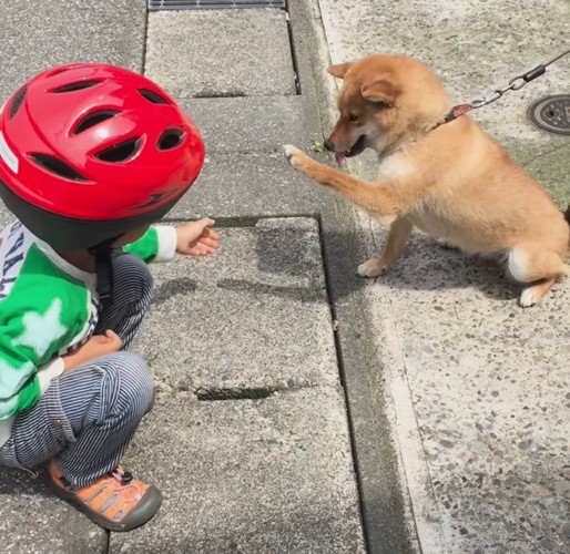 もう片方の前足を差し出す柴犬