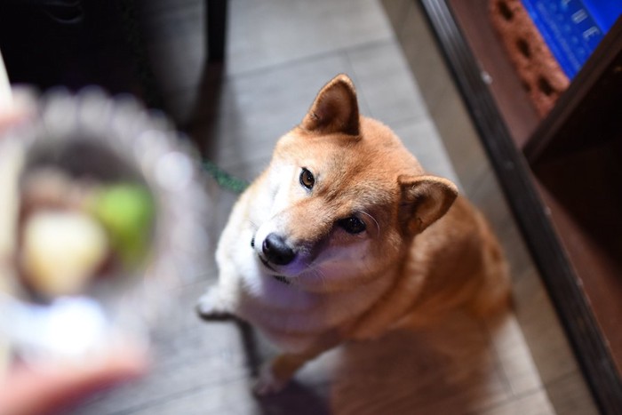 飼い主の持つお皿をじっと見つめる柴犬