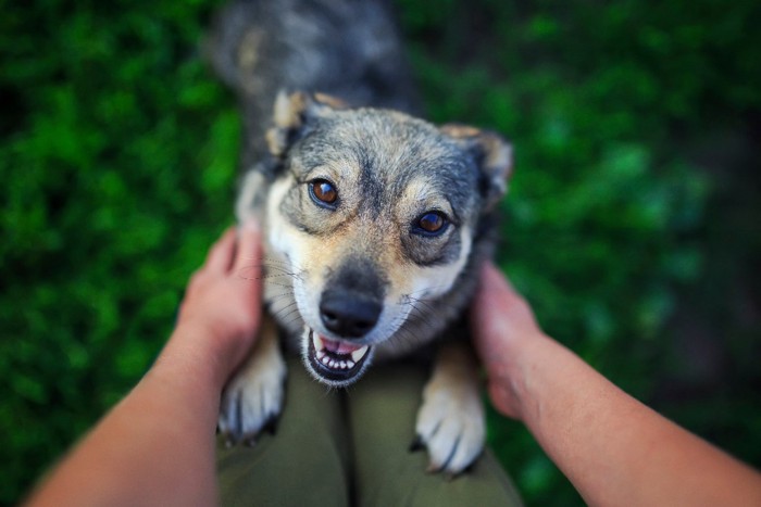 飼い主の足に掴まる犬