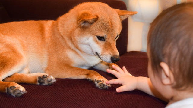 ソファに乗っている柴犬とコミュニケーションを取る赤ちゃん