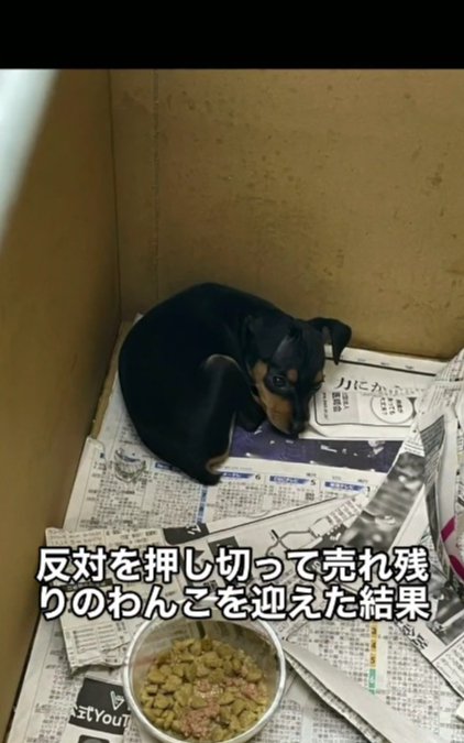 愛犬との出会い