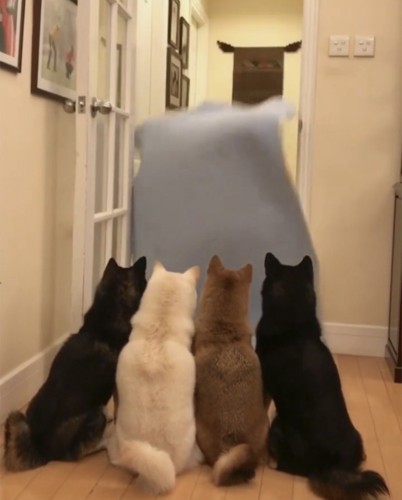 落ち始めた布を見る4匹の犬