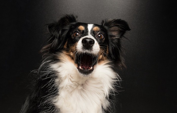 驚き吠える白黒の犬