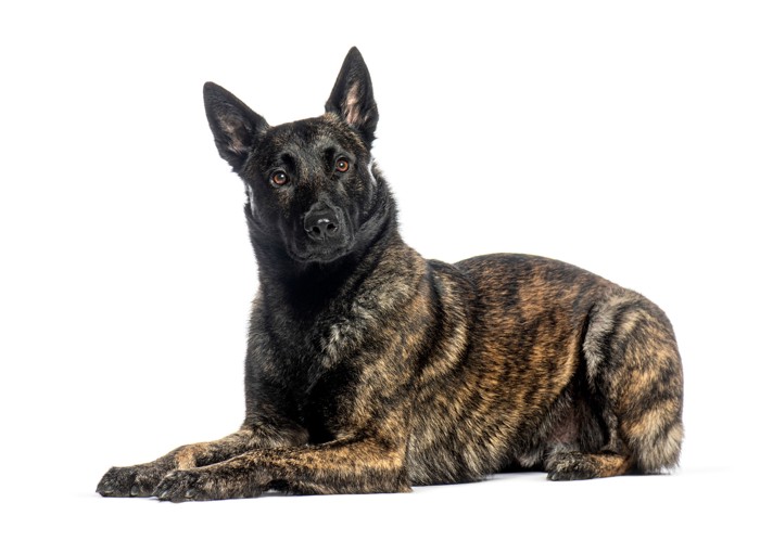 床に伏せて正面を見つめるダッチシェパード