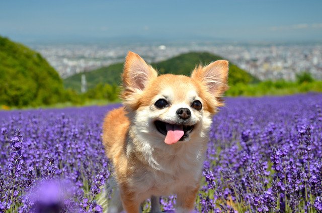 お出かけ好きなチワワ